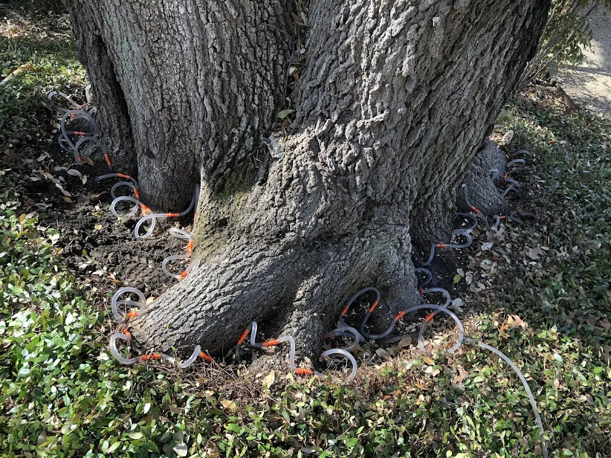 Detailed Tree Cabling and Bracing job site in Stanhope