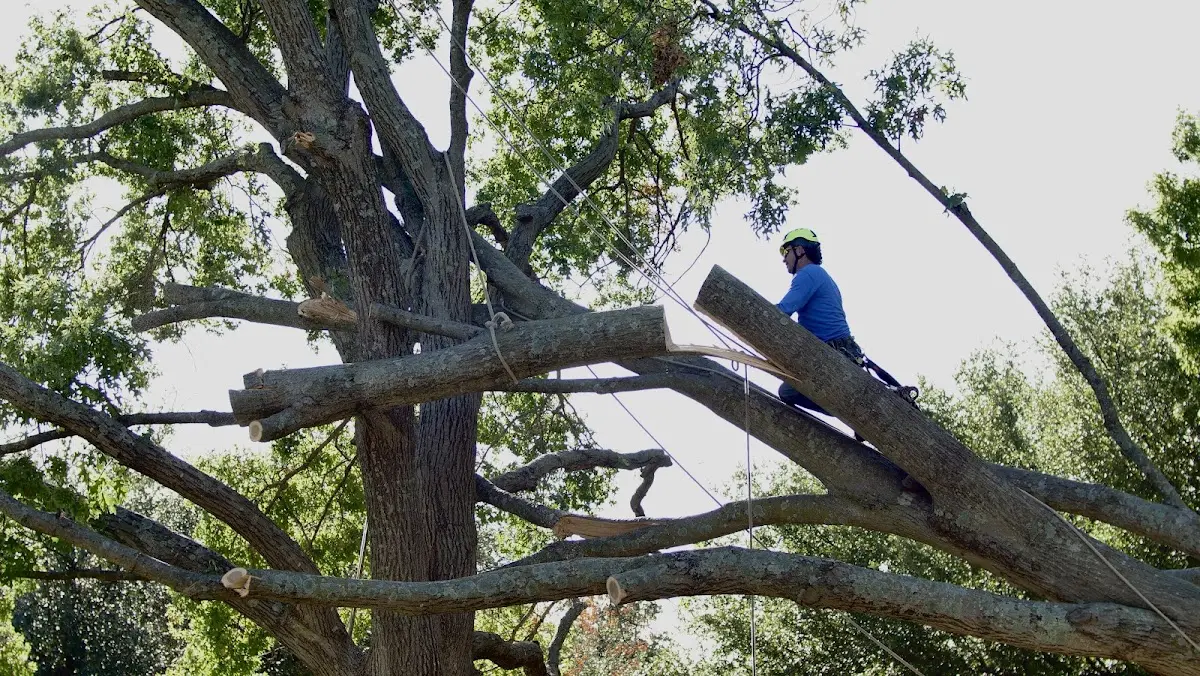 Professional Hazardous Tree Removal performed by certified arborists in Stanhope