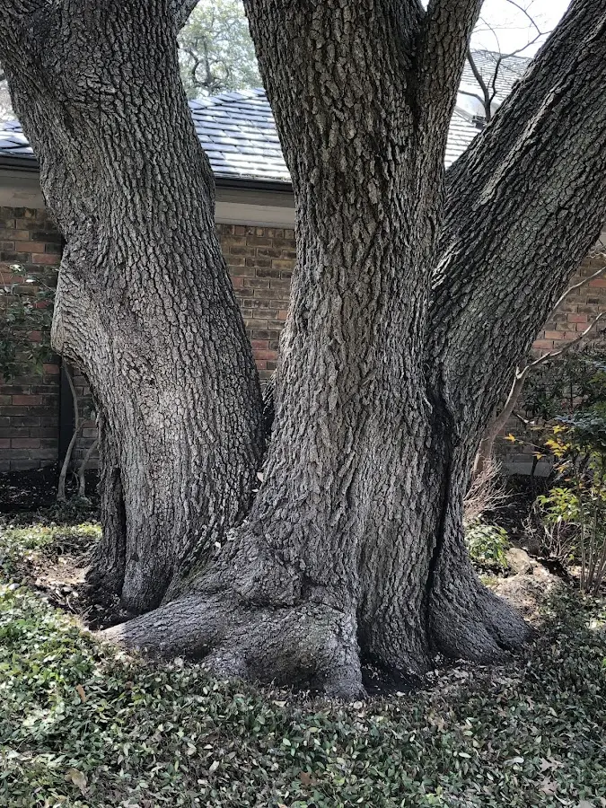 Mature heritage tree close to a Stanhope property cared for by certified arborists